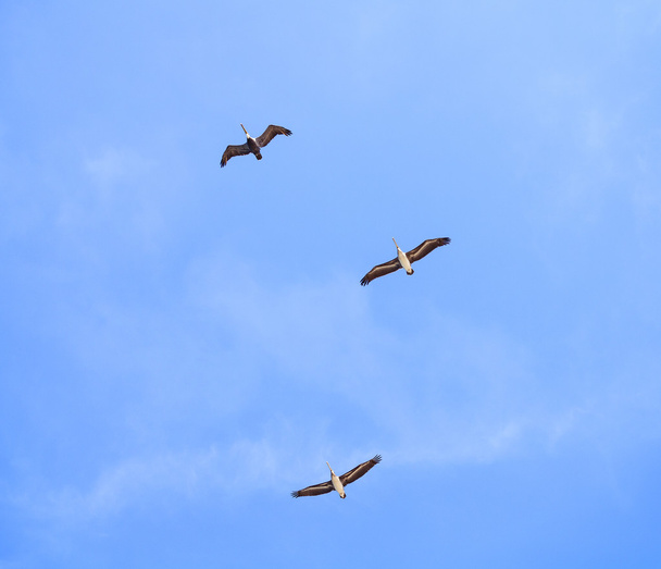 Природный фон с пеликанами, летящими на голубом небе
. - Фото, изображение