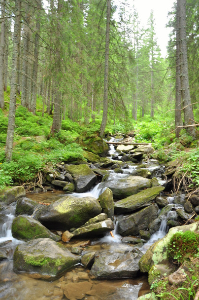 Forest and mountain river in the Carpathians - Photo, Image
