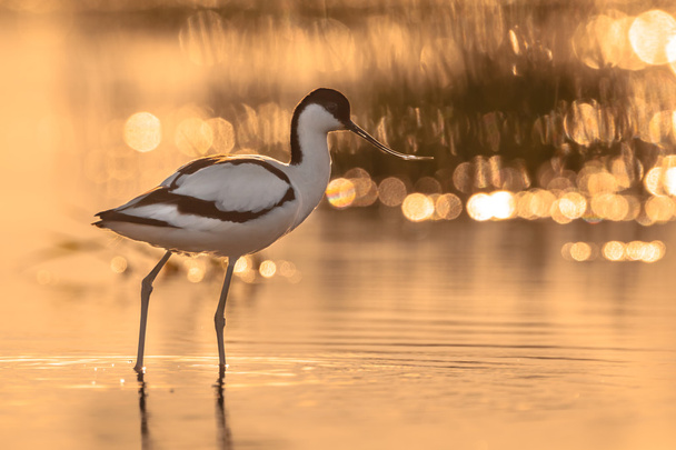 pied avocet with beautiful orange background in the morning sun - Photo, Image