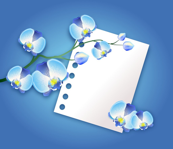 Blauwe orchidee achtergrond - Foto, afbeelding