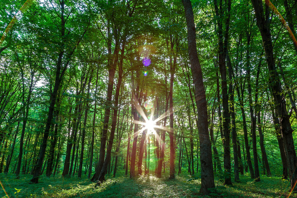 Zöld lombos erdő, egy napsütéses napon - Fotó, kép