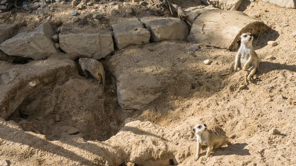 meercat meerkat - Фото, изображение