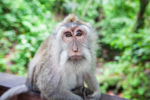 Monkeys in Monkey Forest, Ubud, Bali, Indonesia - Фото, зображення