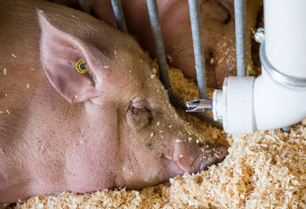 Schlafendes Schwein im Stall - Foto, Bild