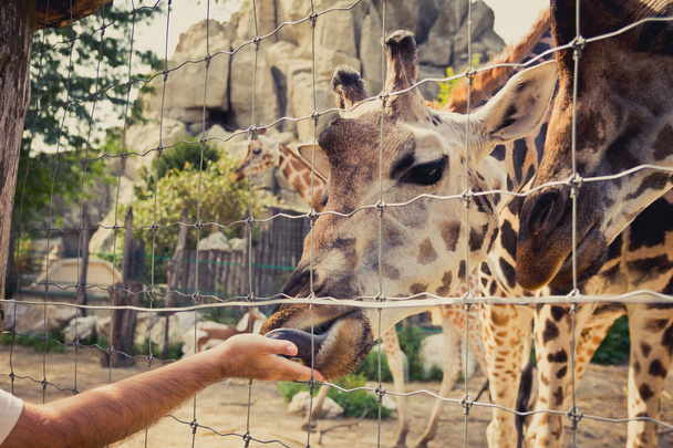 Girafa curvando-se para baixo para comer de um homem mão através da cerca
 - Foto, Imagem