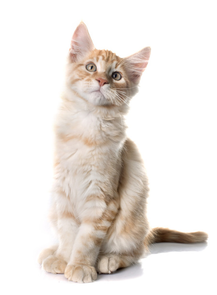 maine coon kitten - Fotó, kép