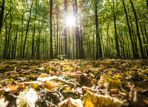 autumn forest trees - Fotó, kép