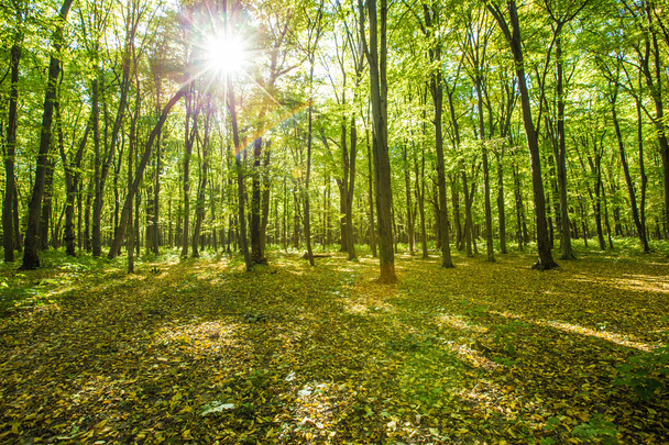 podzimní lesních stromů - Fotografie, Obrázek