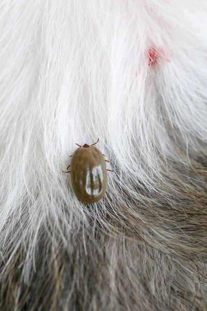 Big Tick sur un chien dans la clairière
. - Photo, image