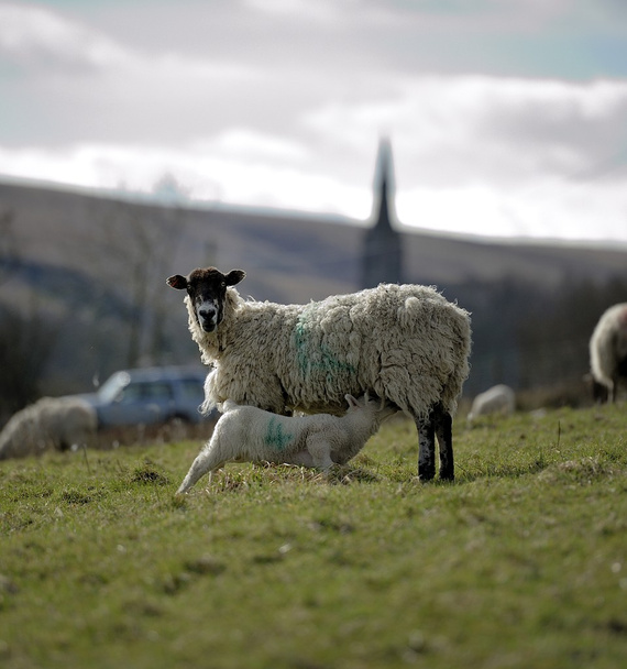Etetés idő, az a bárány - Fotó, kép