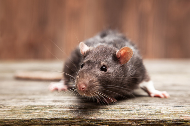 evde beslenen hayvan iri fare - Fotoğraf, Görsel