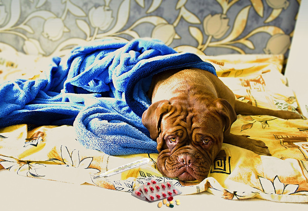 Dogue de Bordeaux v posteli - Fotografie, Obrázek