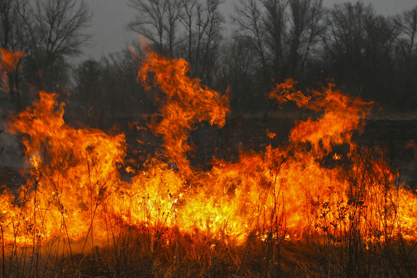 Incendio forestale. Grande incendio in primo piano nella foresta notturna. Dis
 - Foto, immagini