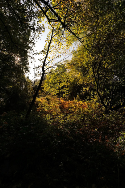 Forêt d'automne
 - Photo, image