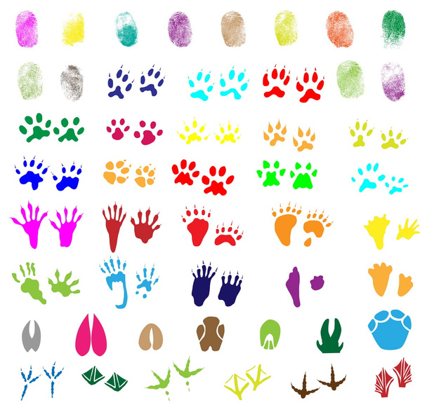 Collection of fingerprints, animal and bird trails - Vector, Image