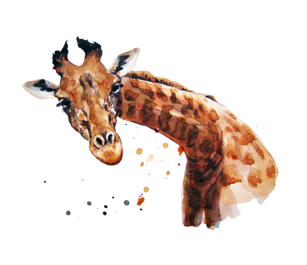 giraffe - Фото, зображення