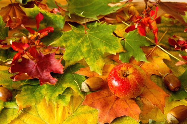 Colorful autumn leaves background and apple. - Photo, Image