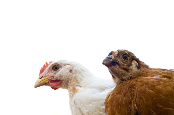 Due giovani polli isolati
 - Foto, immagini