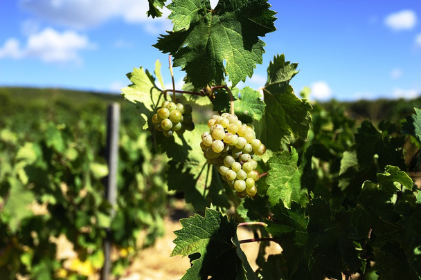 Белый виноград
 - Фото, изображение