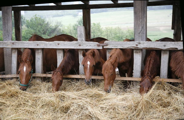 美しい若い馬の牧場の干し草を共有 - 写真・画像