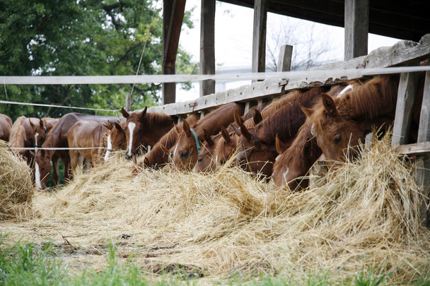 Молодые лошади делят сено на конной ферме
 - Фото, изображение