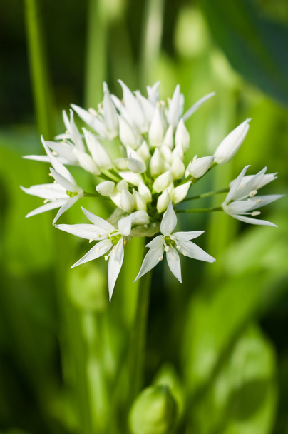 Wilde knoflook (Allium ursinum)) - Foto, afbeelding