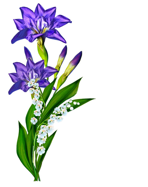 Blue iris flower isolated on white background - Foto, afbeelding