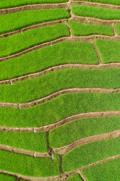 Green Terraced Rice Field in Chiangmai - Фото, зображення