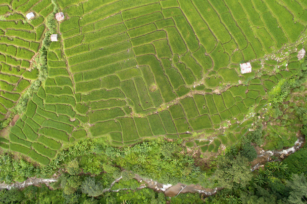 Green Terraced Rice Field in Chiangmai - Zdjęcie, obraz