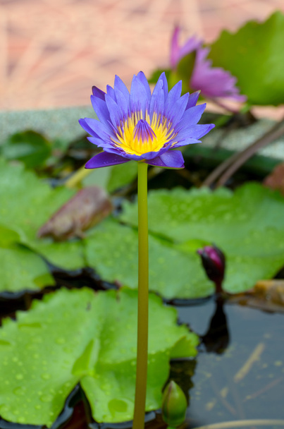 eine Wasserblume, die auch Lotus genannt wird - in einem Teich, umgeben von - Foto, Bild