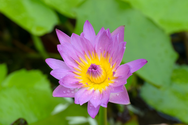 Een bloem water ook een lotus - genoemd in een vijver omgeven door flo - Foto, afbeelding