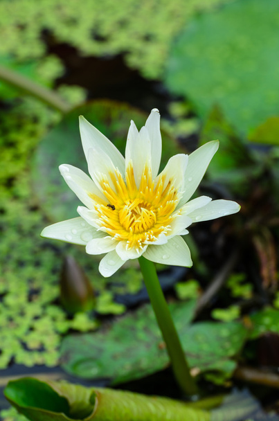 A water flower also called a lotus - in a pond surrounded by flo - Photo, Image