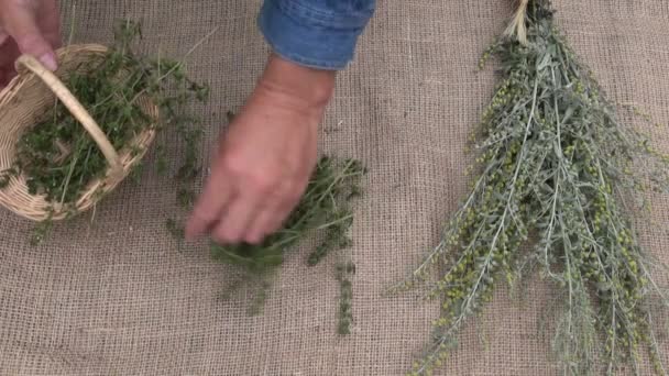 Muž připravuje byliny sušit  - Záběry, video