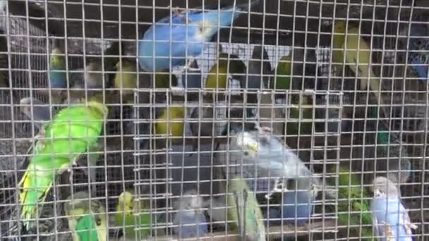 Budgerigars in cage  - Footage, Video