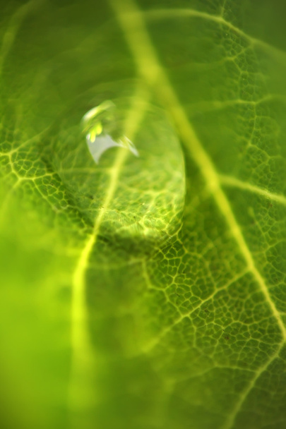 Close up van waterdruppel - Foto, afbeelding