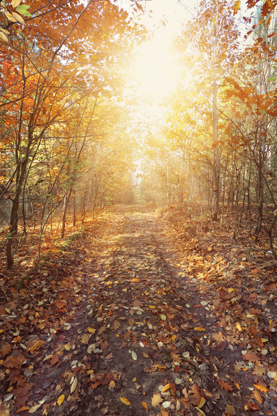 Autumn forest path in beautiful sunny day - Fotó, kép