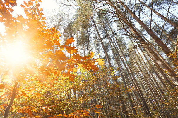 Sunny autumn forest - Foto, afbeelding
