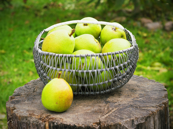 Wicker basket of ripe pears  outdoors - Zdjęcie, obraz