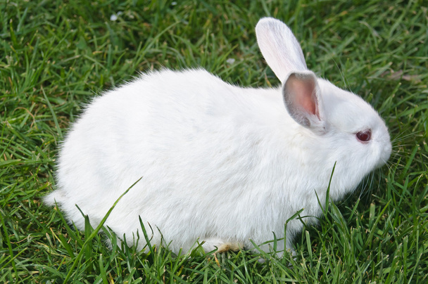 Vista lateral del conejo blanco
 - Foto, Imagen