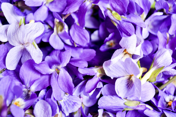Violetit lähikuva
 - Valokuva, kuva
