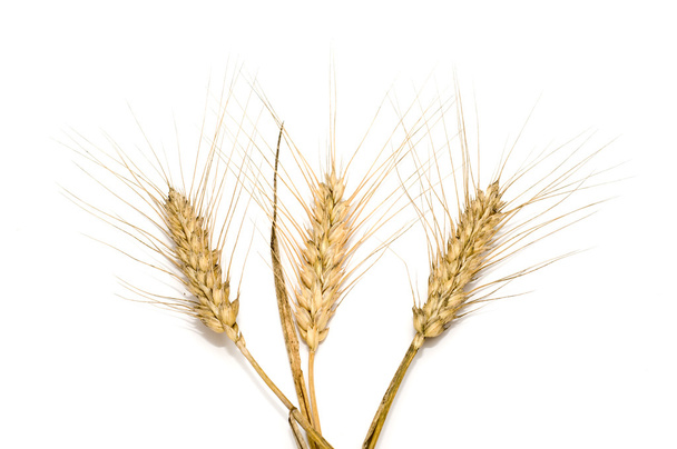 Three wheat spikes - Photo, Image