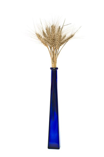 Bando de espinhos de trigo em vaso azul
 - Foto, Imagem