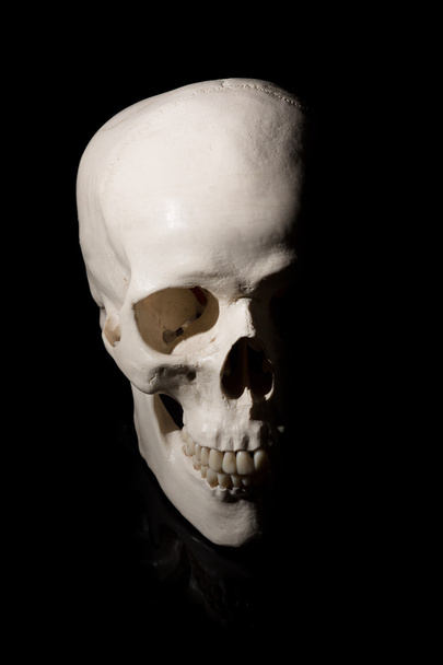 Human skull on a black background - 写真・画像
