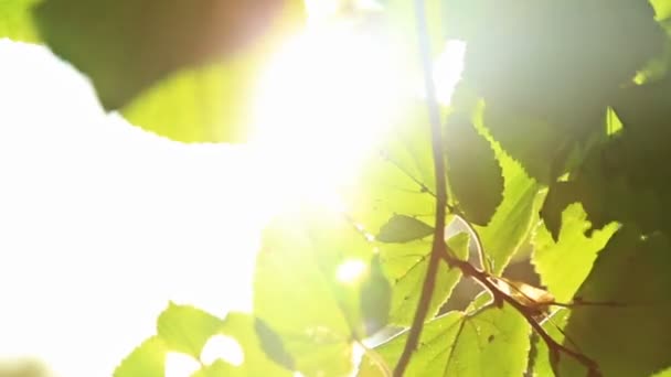 Belles feuilles d'autum, vert et jaune avec soleil
 - Séquence, vidéo