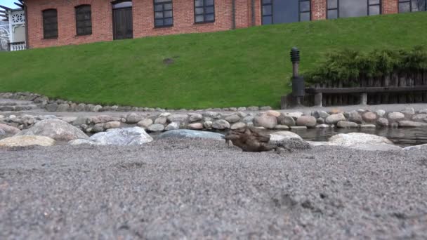 Pari pariutumisen sammakkoa kävelee lähellä puron veden virtausta puistossa. 4K
 - Materiaali, video