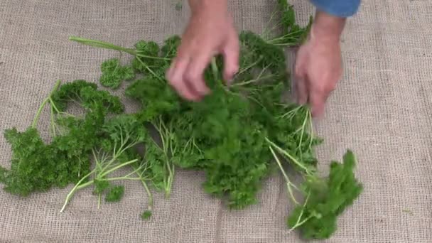 gardener preparing to dry fresh parsley on linen cloth - Footage, Video