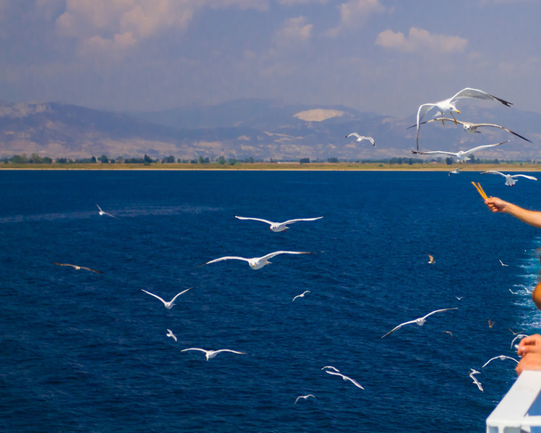 Alimentando as gaivotas da balsa, Grécia
 - Foto, Imagem