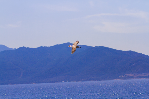 Alimentando as gaivotas da balsa, Grécia
 - Foto, Imagem