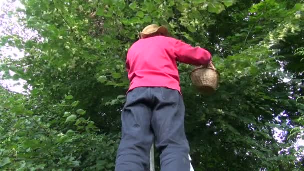 Man collecting linden tree blossom - Footage, Video