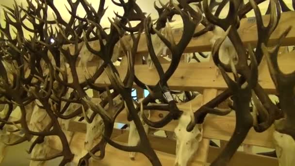 Hunting trophies, skulls and horns in museum - Footage, Video